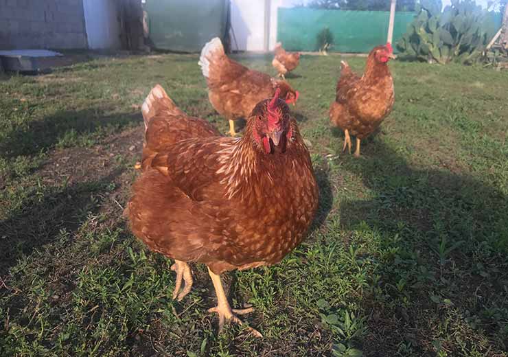 Las gallinas felices se crían libres en un entorno seguro y limpio (Foto de Juan Pablo Martínez).