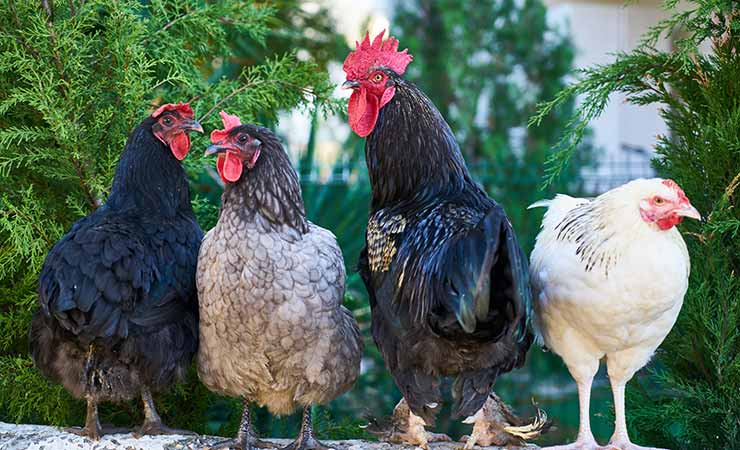 En el corral o el gallinero las aves deben tener espacios elevados para dormir seguras (Foto de Engin Akyurt - Pexels).