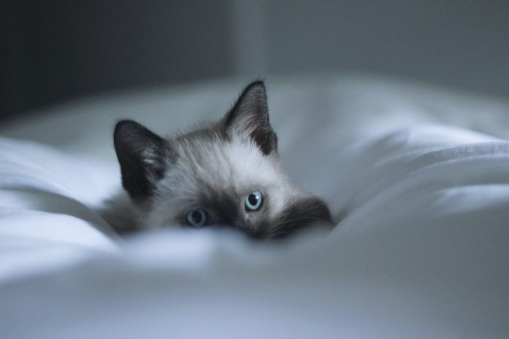 Curiosidades sobre los ojos de los gatos