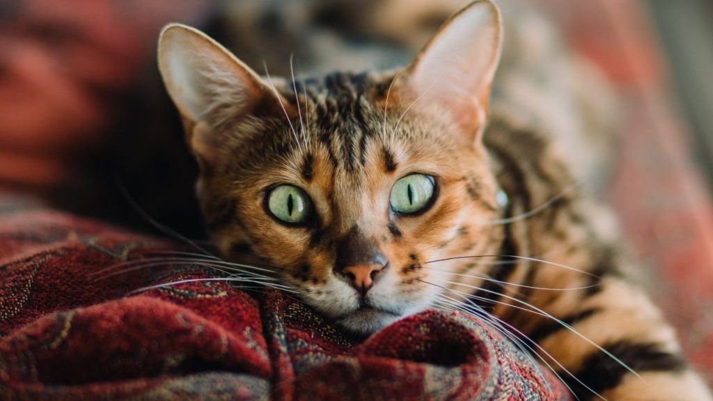 Curiosidades y datos interesantes sobre los ojos de los gatos