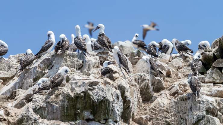 Guano, el súperfertilizante milenario utilizado en el desierto