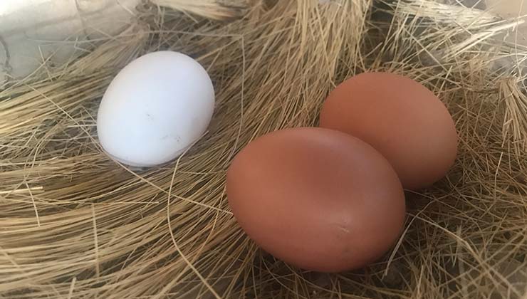 Cuando las gallinas comiencen a poner huevos debes revisar los nidales dos veces por día (Foto de Juan Pablo Martínez).