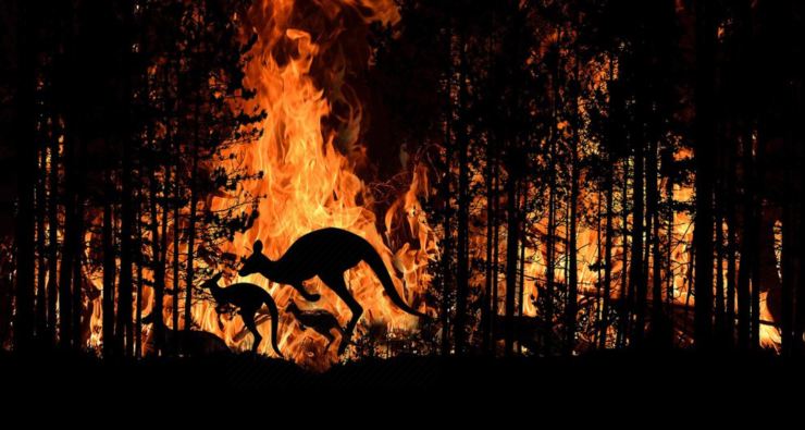 incendio animales