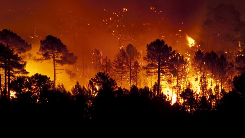 incendios forestales intencionados
