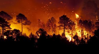 Incendios forestales: ¿Devastación intencionada por negocio o desidia?
