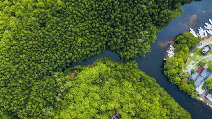 la importancia de los manglares
