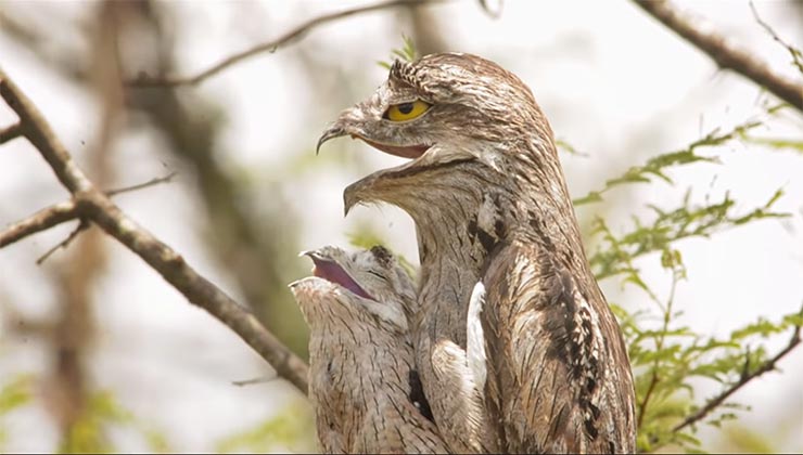 El pájaro fantasma habita desde México hasta Argentina (Captura de pantalla - Fundación Mil Aves).