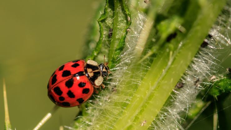 cómo controlar las plagas de manera ecologica