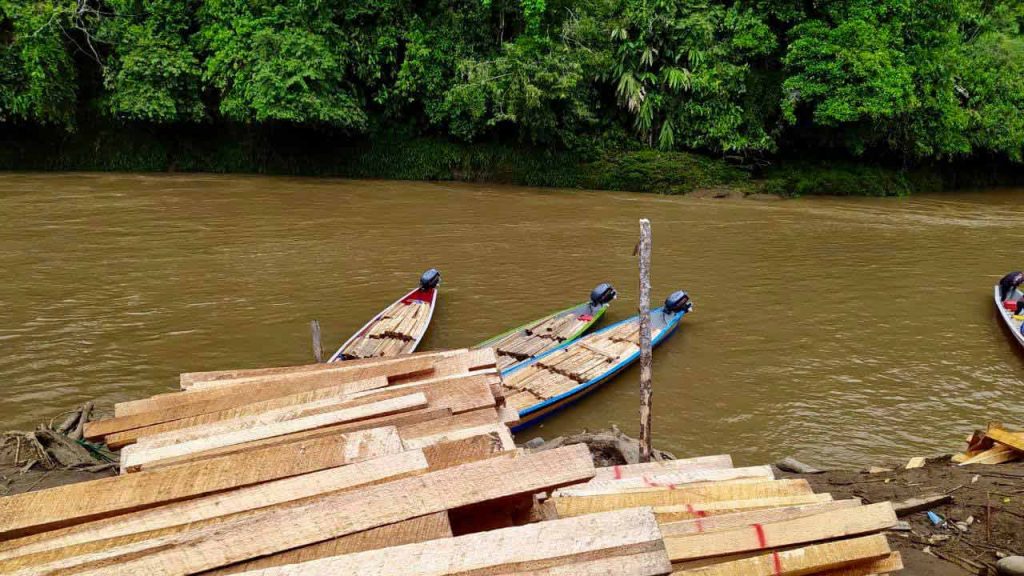 La explotación de madera balsa llevó a la deforestación de la selva en Ecuador (Foto de Fundación Pachamama).