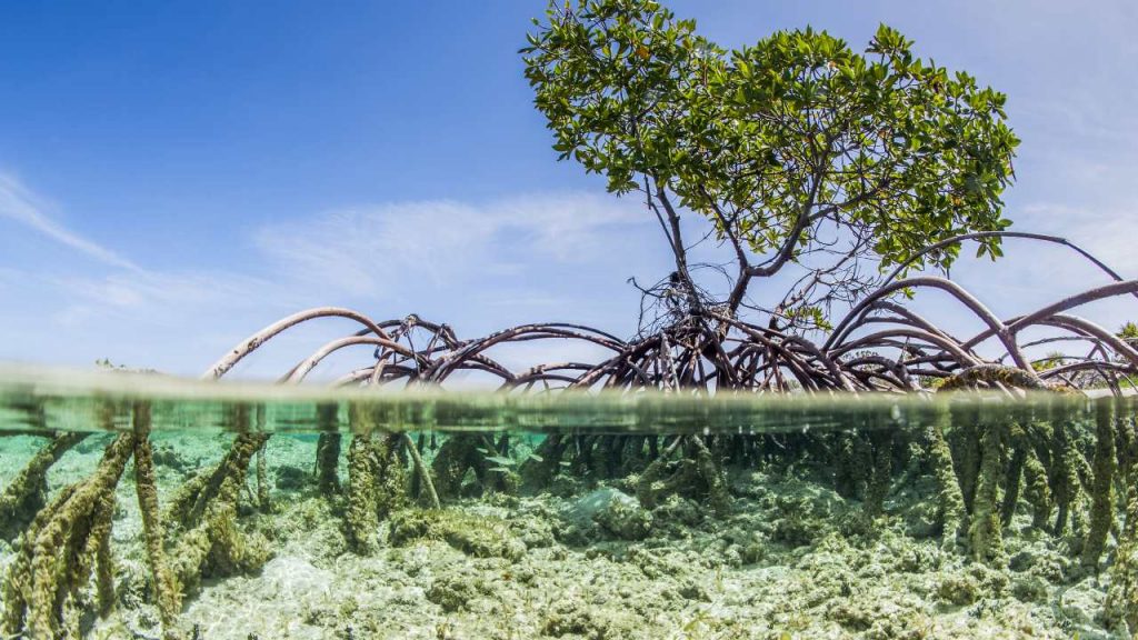 Los manglares, ecosistemas vitales para el ciclo del carbono