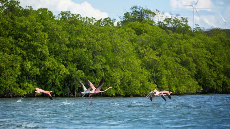 Por desinformación, destruyen manglares en República Dominicana