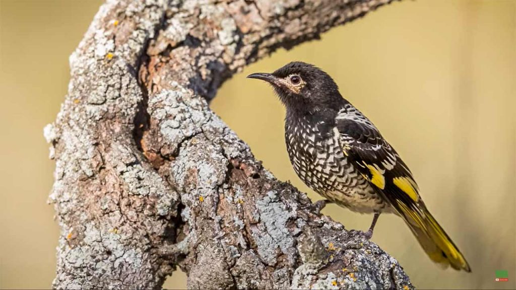 El mielero regente es una especie amenazada por la pérdida de su hábitat (Foto: captura de pantalla Wildlife messengers).