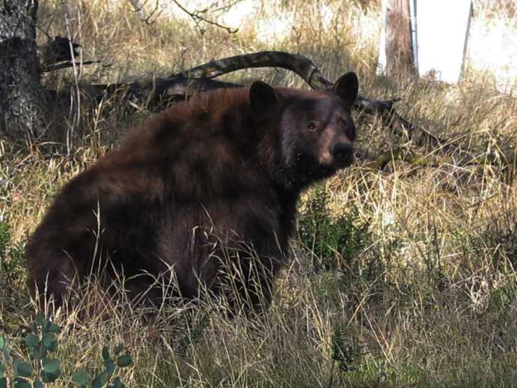 Oso negro