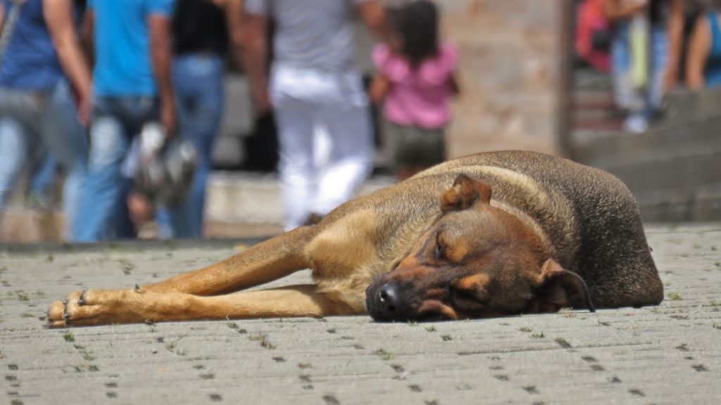 El problema de los animales callejeros