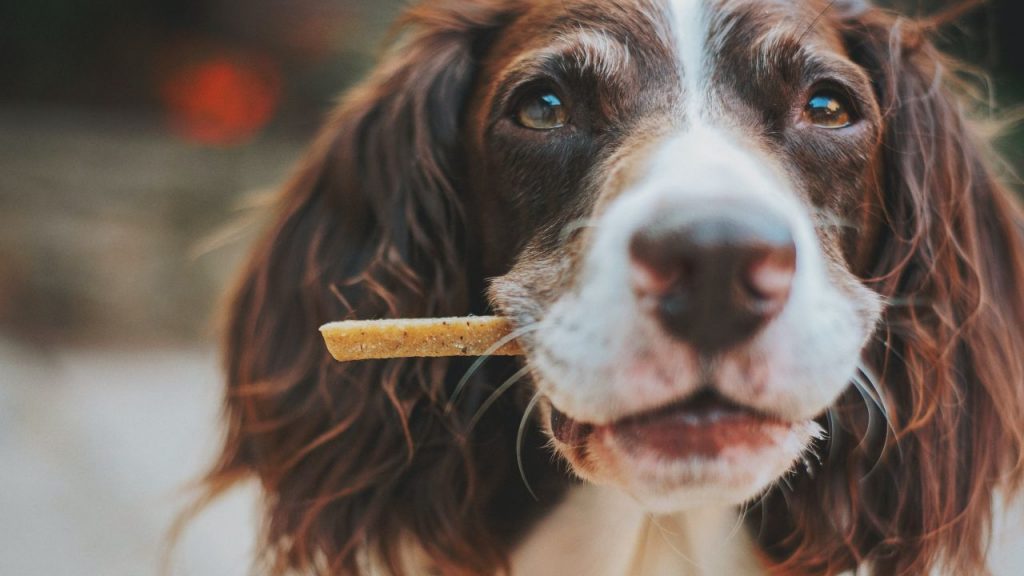 Recetas para preparar snacks saludables para tu perro