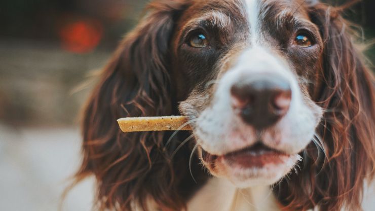 Recetas para preparar snacks saludables para tu perro 