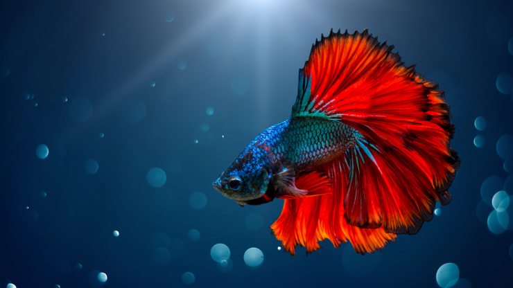 8 de los peces más bonitos que habitan los océanos 