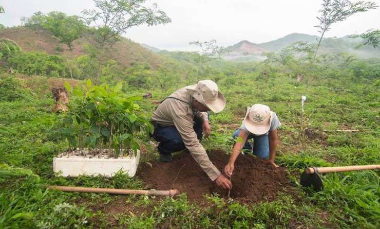 plantacion de arboles