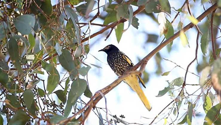 El canto del regente mielero es clave para asegurar la supervivencia de la especie (Foto: captura de pantalla Wildlife Messengers).