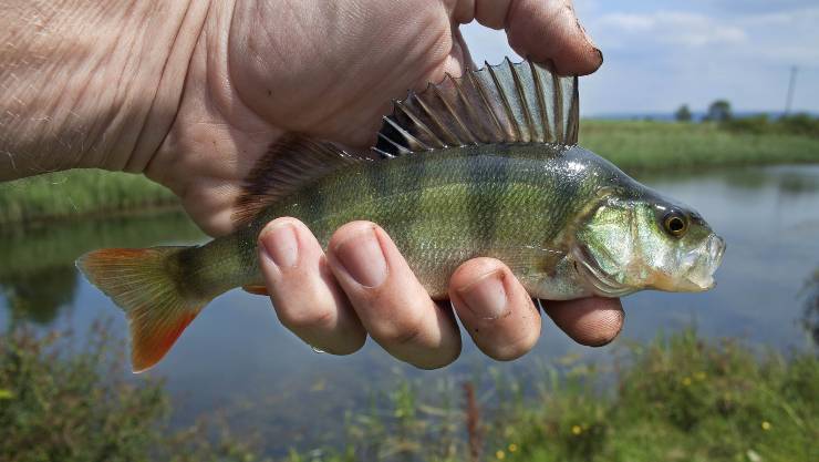 peces de agua dulce en extincion