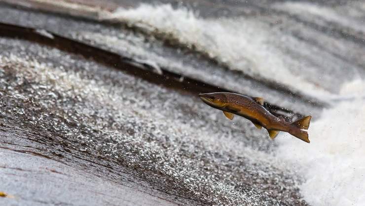 peces de agua dulce 