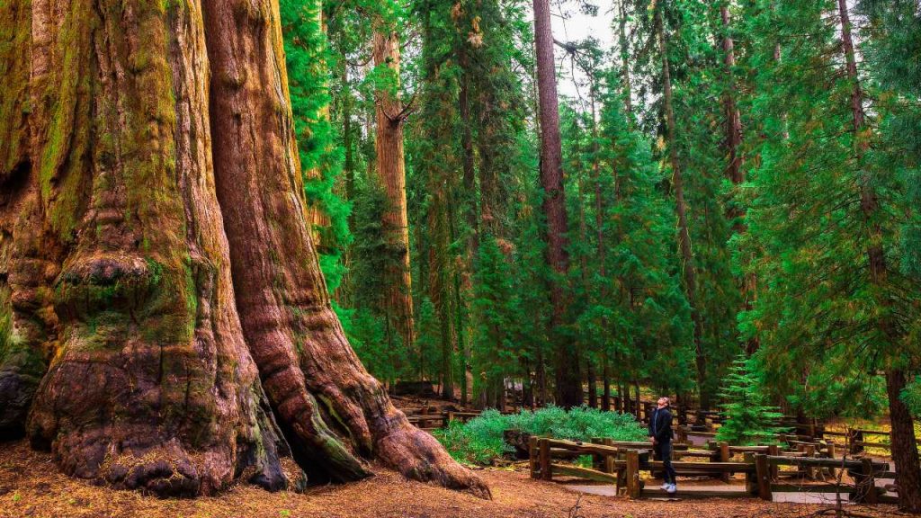 bosque de secuoyas gigantes