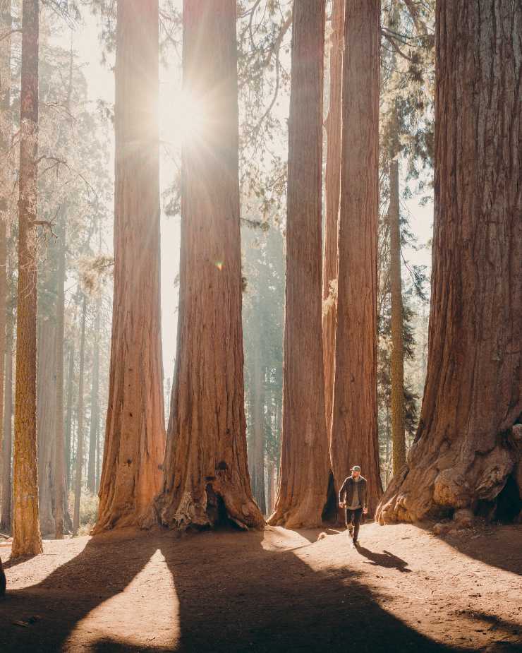 Sequoia National Park