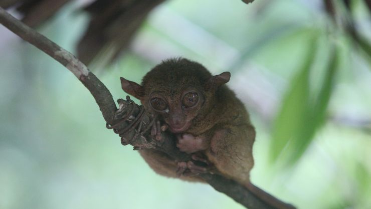 los animales mas pequeños del mundo