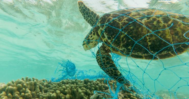 Costa Rica veto la ley de pesca por arrastre