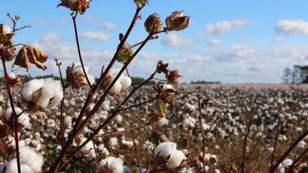 el algodon es el cultivo mas contaminante del mundo