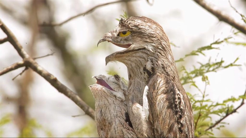 El pájaro fantasma habita desde México hasta Argentina (Captura de pantalla - Fundación Mil Aves).