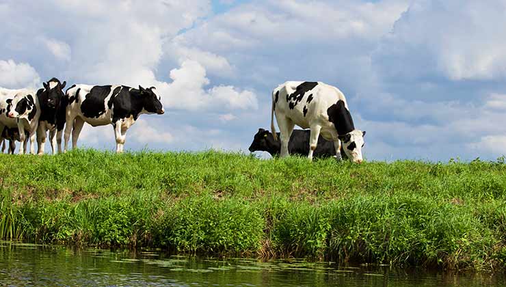 Un cambio en la dieta de las vacas reduciría en un 82 por ciento la emisión de metano a la atmósfera (Foto de Matthias Zomer - Pexels).