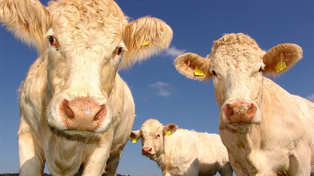 La alimentación de las vacas es responsable de buena parte de la contaminación atmosférica (Foto de Pixabay - Pexels).