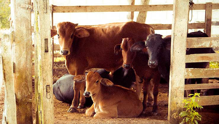 Es más fácil cambiar la alimentación de vacas que son criadas en establos (Foto de Vinicius Pontes - Pexels).