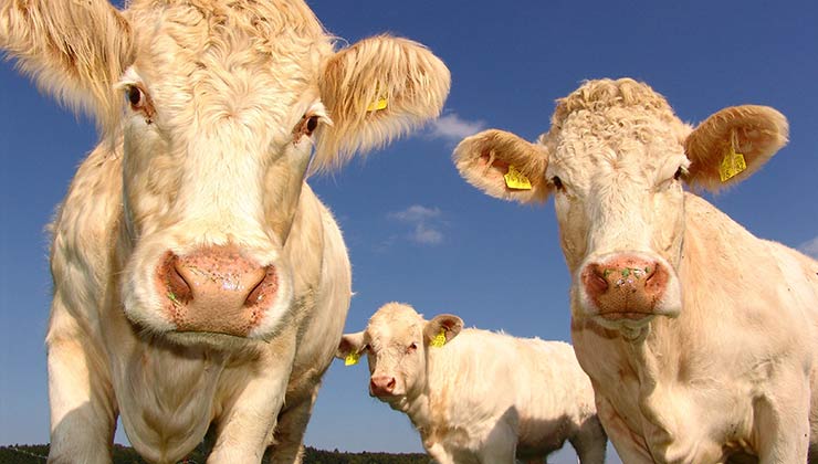 La alimentación de las vacas es responsable de buena parte de la contaminación atmosférica (Foto de Pixabay - Pexels).