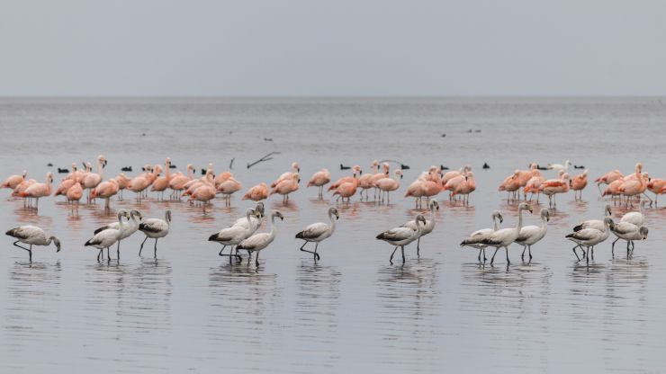 El lago salado Ansenuza será reserva natural