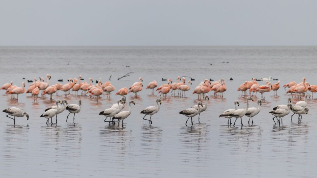 El lago salado Ansenuza será reserva natural