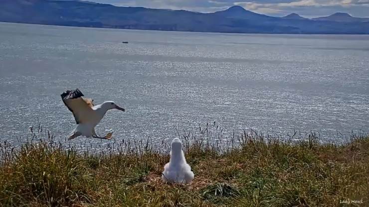 Aterrizaje albatro 2