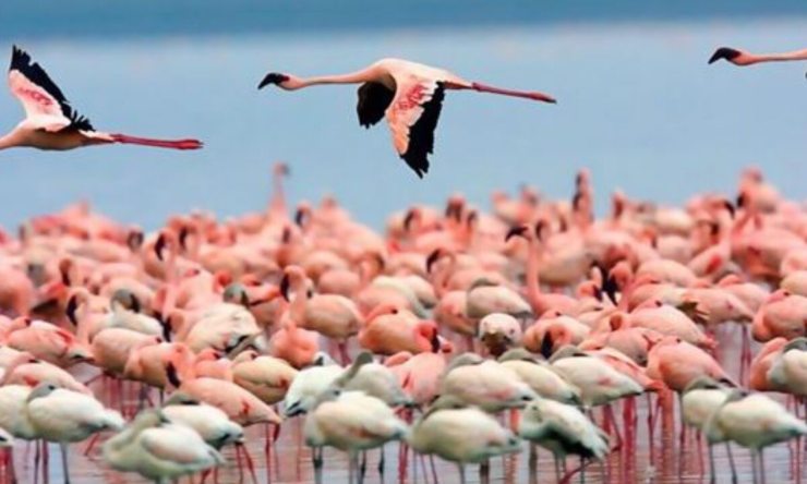 humedales del litoral Argentina