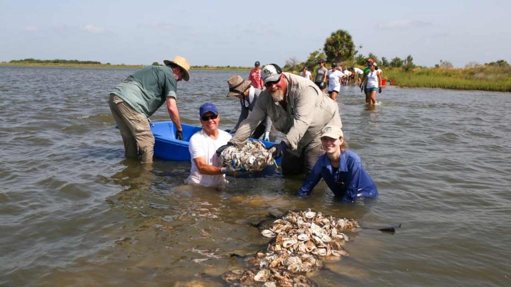 cultivo de ostras en Texas, Bahia de Galveston