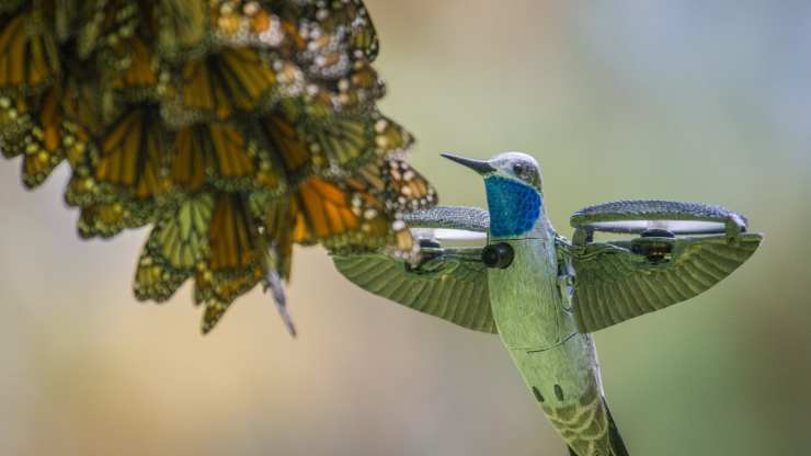 un robot colibri filma el vuelo de las mariposas monarca