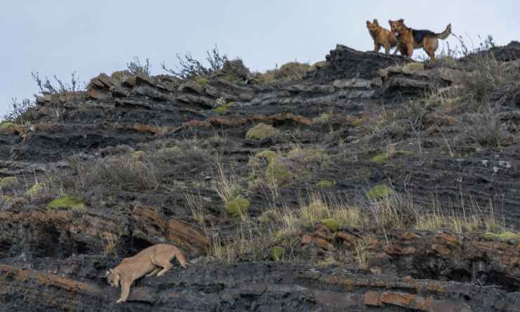 Peligro, fauna feral