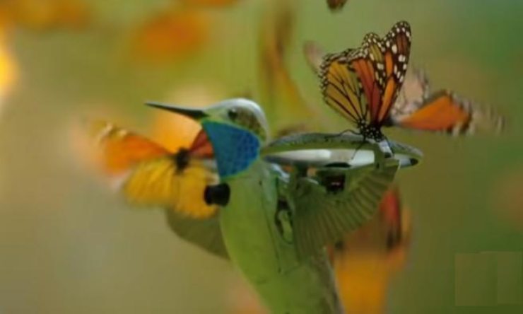 un robot colibri filma el vuelo de las mariposas monarca