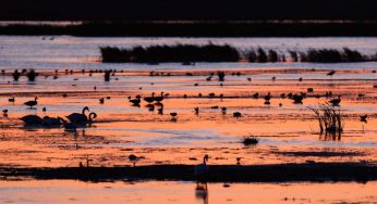 Rewilding, el nuevo método para recuperar los ecosistemas perdidos