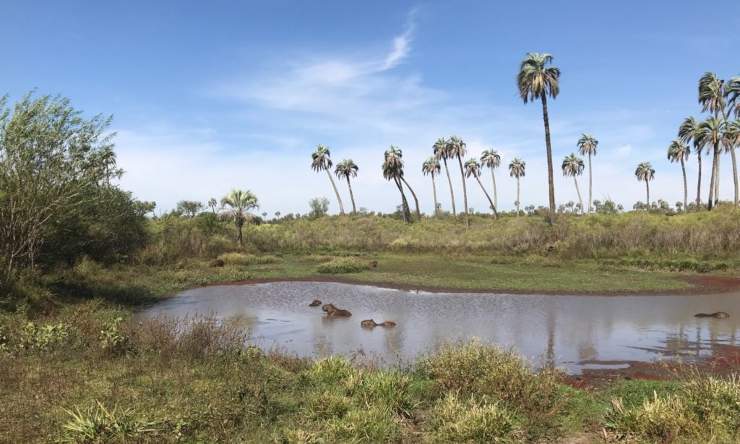 humedales del litoral Argentina