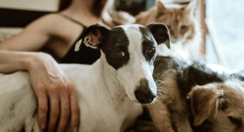 ¿Por qué no deberías llamar mascota a tu perro o gato?