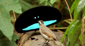 El arte de conquistar: las Aves del Paraíso y sus peculiares cortejos