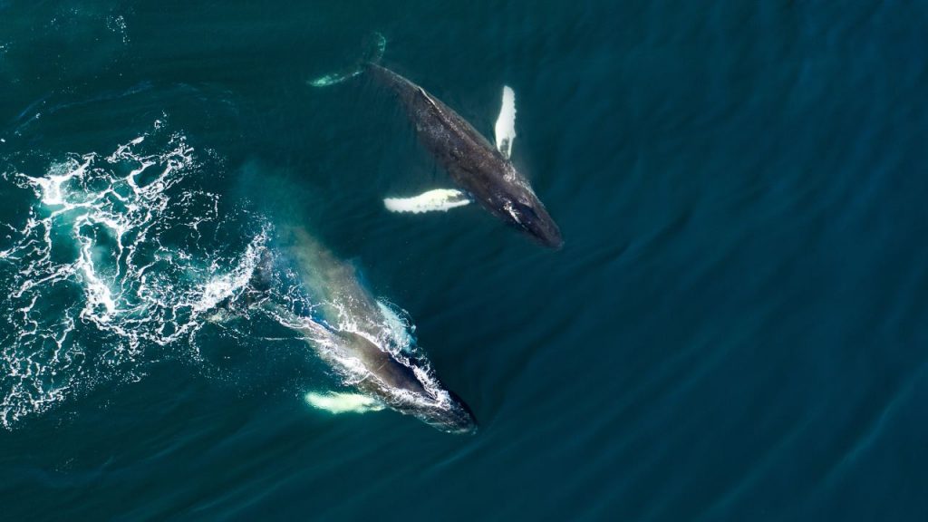 En peligro: por qué Europa es una amenaza para 33 especies de cetáceos