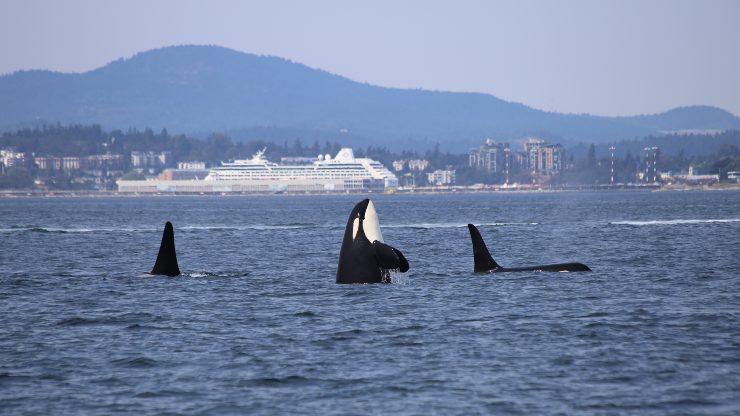 ballenas y barco