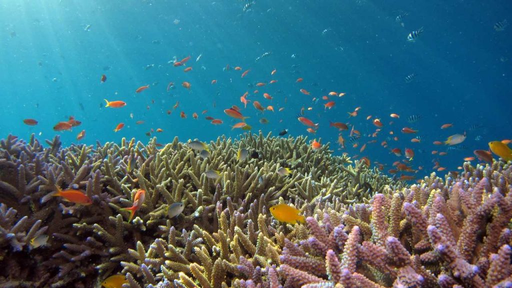 Realiza una inmersión virtual entre los arrecifes de coral del mundo